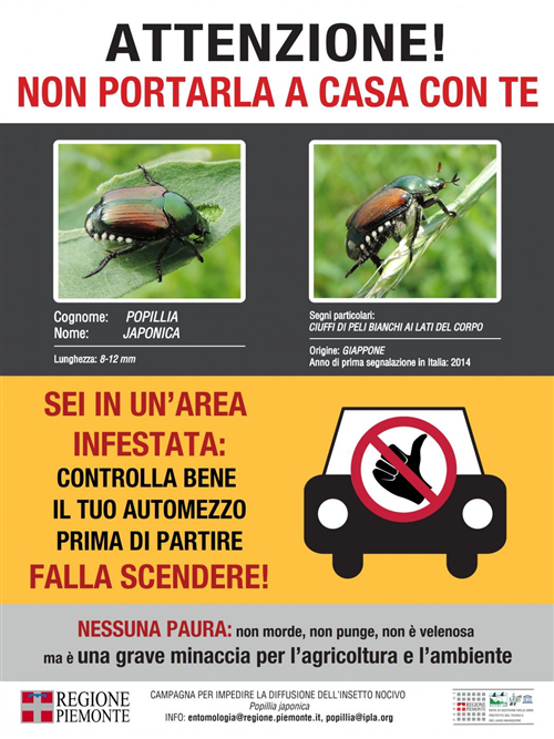 POPILLIA JAPONICA - Piano dazione 2026 della Regione Piemonte.
La Regione Piemonte ha avviato il Piano dazione 2026 per il contenimento diÂ Popillia japonica, insetto nocivo che può arrecare danni a colture agricole, prati e piante ornamentali.